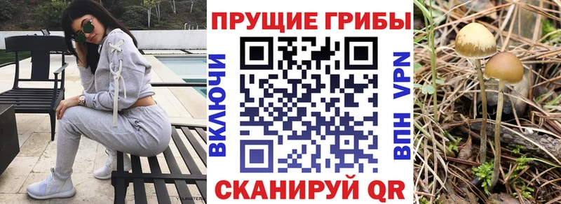 Псилоцибиновые грибы Psilocybe  как найти наркотики  Дмитриев 